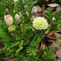 Leptinella pyrethrifolia